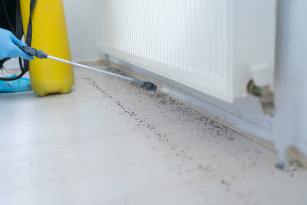 Best Affordable Pest Control Services  in Rock Island, IL