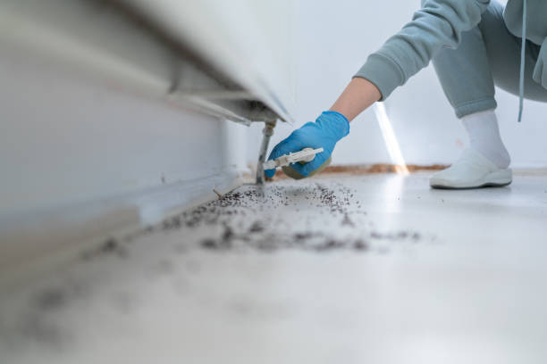 Best Flea Control Services  in Rock Island, IL